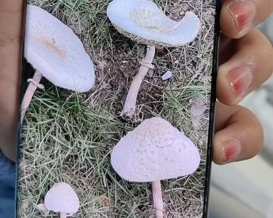 “捡秋”时采食野生毒蘑菇 武汉一男子“吃”进ICU