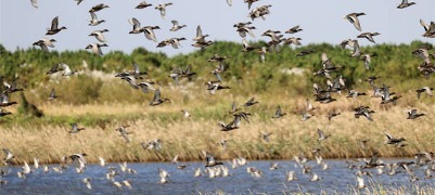 萬千飛羽入畫來 黃河口鳥浪持續“刷屏”