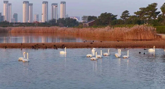 威海南海新區(qū)：天鵝舞韻，繪就冬日生態(tài)詩(shī)畫(huà)