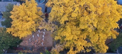 從山海古城到青春樂(lè)場(chǎng)，日照的濱海文旅破圈之路