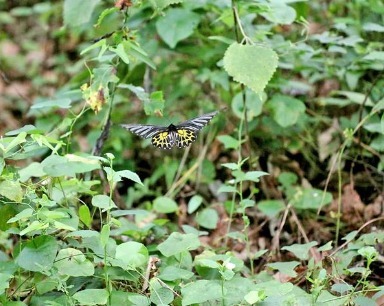 中国体型最大的蝴蝶现身湖北赤壁