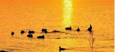 東平戴村壩雪浪逐光 飛鳥(niǎo)赴朝霞之約