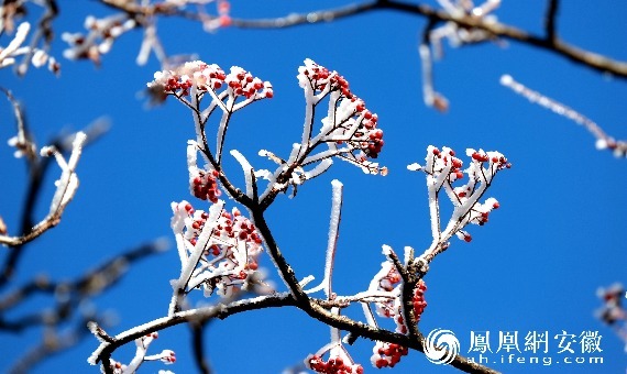 安徽黄山：寒枝凝玉，一夜雾凇开