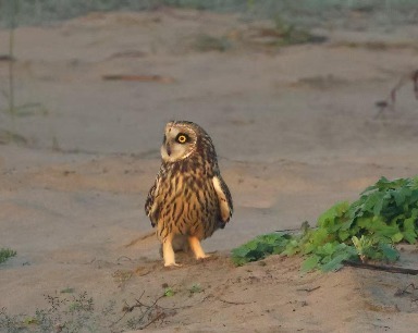 4只国家二级保护动物短耳鸮现身天兴洲