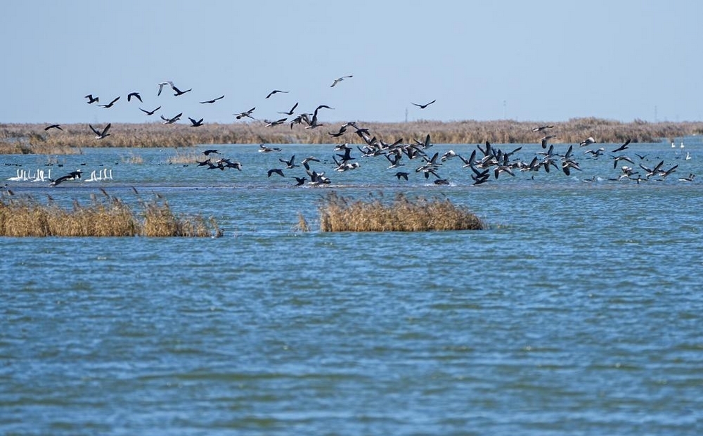 山東東營(yíng)：河海交匯的濕地之城
