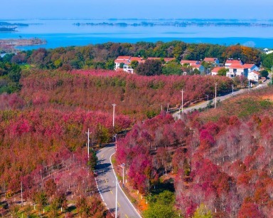 武漢此地已進(jìn)入最佳觀賞期