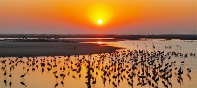 在黃河口邂逅冬日精靈