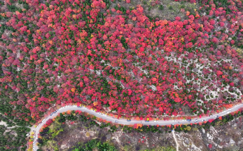 山东枣庄：邂逅红叶 感受冬韵