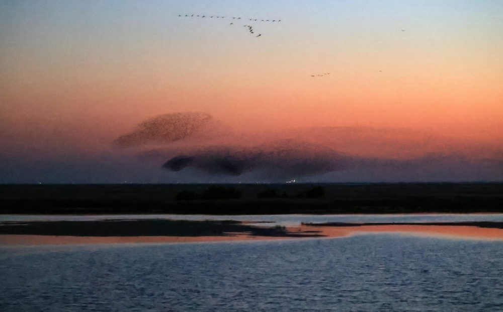 黄河口现“鸟浪”景观