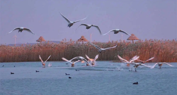 威海南海新区：数千鸬鹚栖居香水河