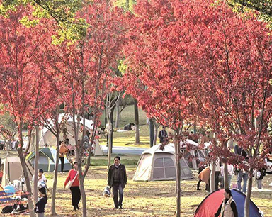 初冬來賞別樣紅