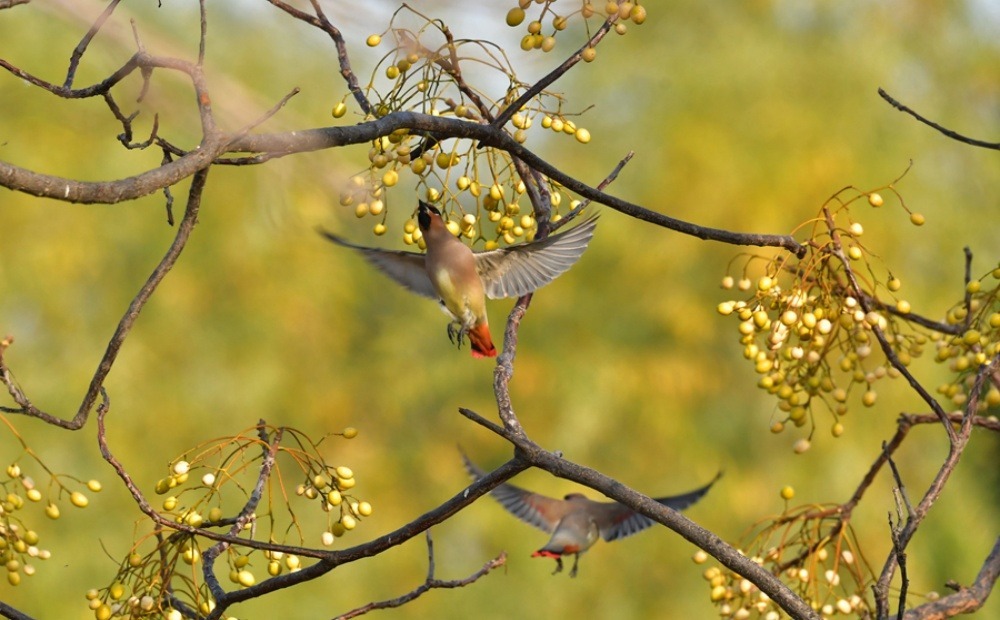 聊城：水城之冬 太平鸟入画 