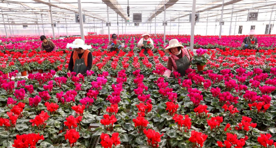 山东即墨：“花卉经济”助力乡村振兴 