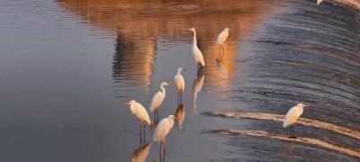 白鹭闲栖汶水畔 徂徕载韵湿地间 