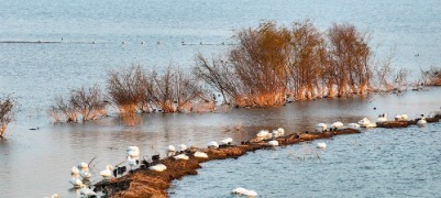 候鸟齐聚黄河岸！济南鹊山水库沉沙池变身“天鹅剧场” 