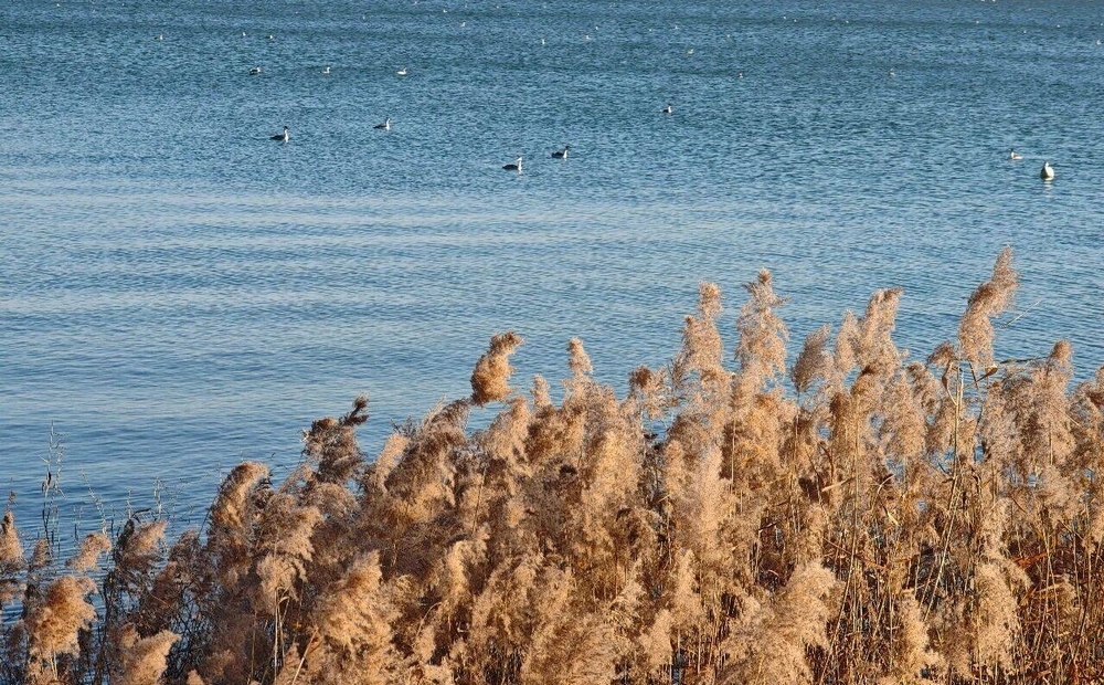 潍坊峡山湖：冬日剪影是生态与美的交融