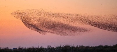 我是一只花脸鸭
