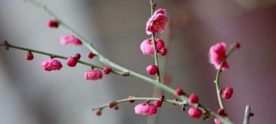 提前两个多月开放，趵突泉畔“梅”景迷人