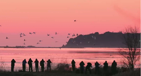 打卡荣成天鹅湖！朝阳下的 “天鹅舞” 成摄影爆款