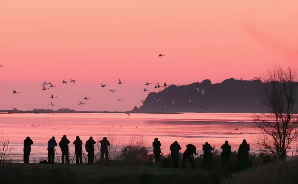 打卡荣成天鹅湖！朝阳下的 “天鹅舞” 成摄影爆款 