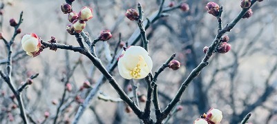 冬日泰山彩石溪 梅花初绽迎寒吐芳