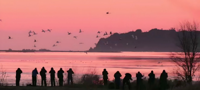 打卡荣成天鹅湖！朝阳下的 “天鹅舞” 成摄影爆款