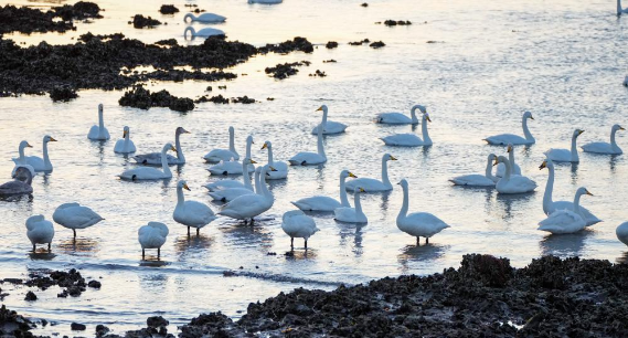 大批大天鹅在山东荣成越冬 