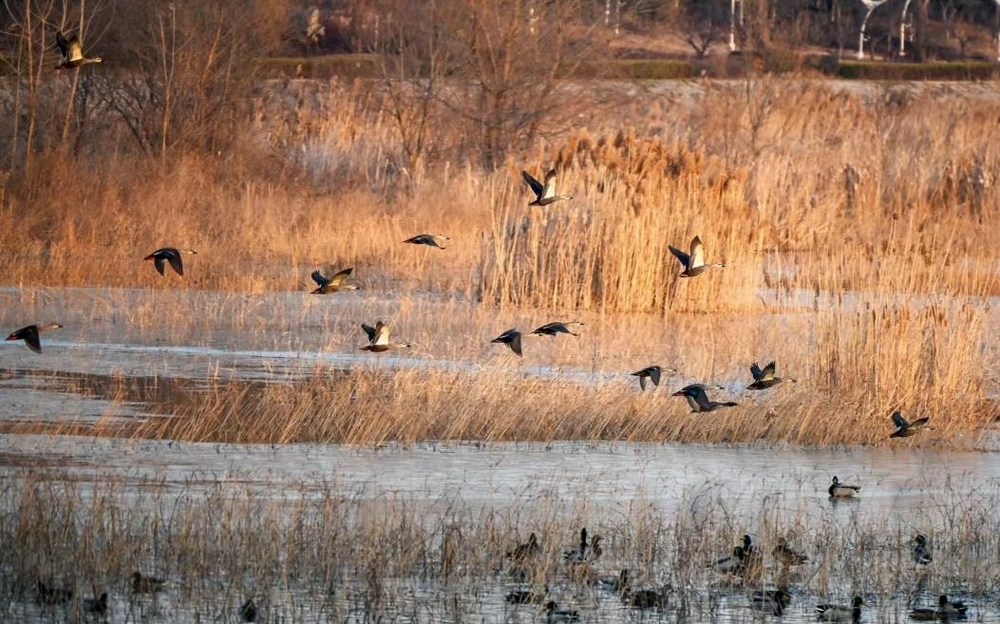 日照白鹭湾：冬日山水间的艺术田园交响