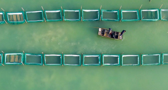 山东东平：冬季捕蟹忙