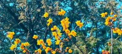 虎蹄蜡梅遇上“虎”字石刻，泰山万仙楼蜡梅凌寒盛放