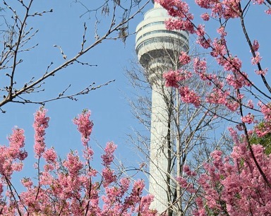 武汉一公园变身“粉色花海”
