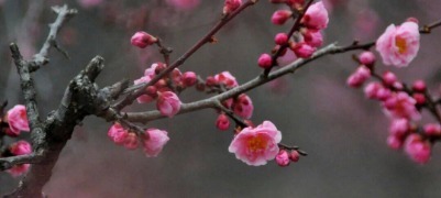 春到泰山 梅映岱宗