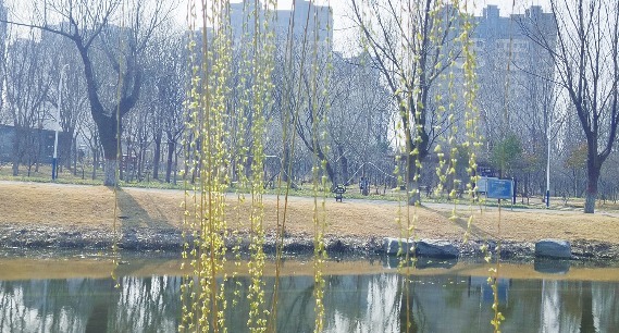 聊城：春到水城 