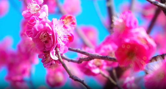 济宁：在诗词里 遇见泗水梅园   