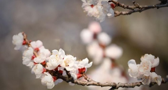 泉城春色好，万竹园杏花盛开如云似雪   