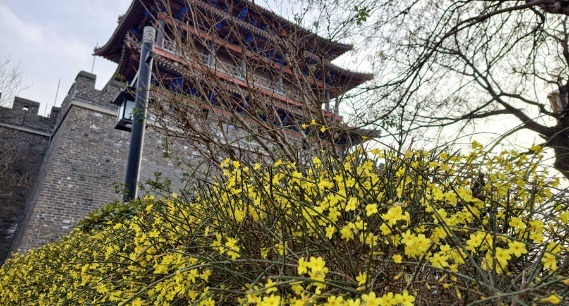 聊城：春风送暖 迎春花开 