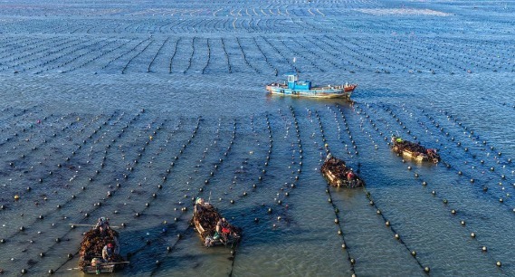 山东荣成：18万亩海带进入间割收获期