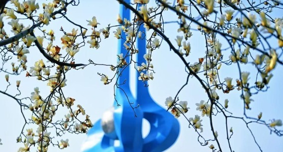 济南：玉兰花开映泉标  