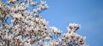 原来济南大明湖的春天不止花红柳绿！