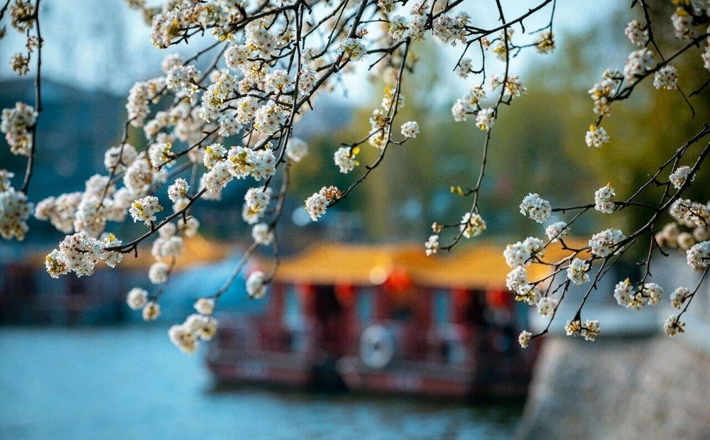 春日枣庄台儿庄古城百花盛开如诗如画