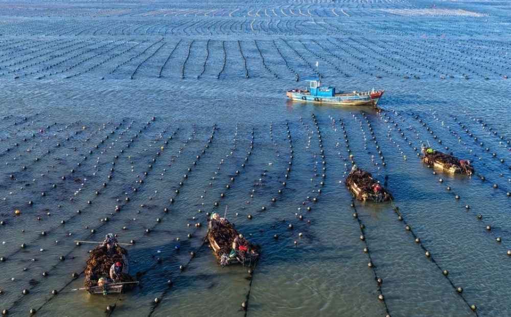 山东荣成：18万亩海带进入间割收获期