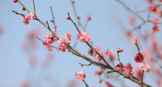 “梅”景如画！聊城解锁春日限定浪漫