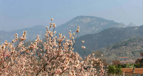 一树樱雪醉春风 泰山此间春意浓
