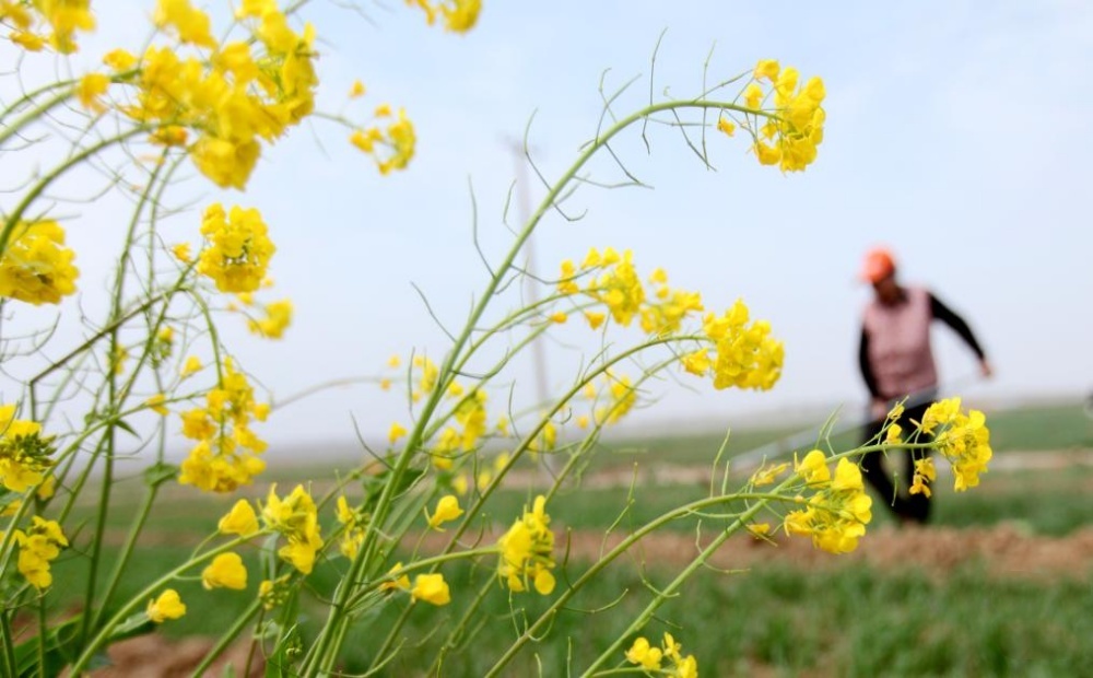 山东：不负春光耕作忙