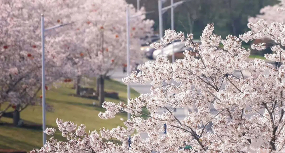 日照莒县：沭河樱花盛放 春日美景成市民踏青新热点