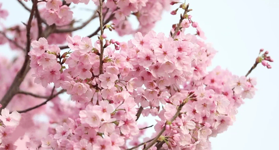 潍坊昌乐：樱花“盛装”怒放 春日美景如画