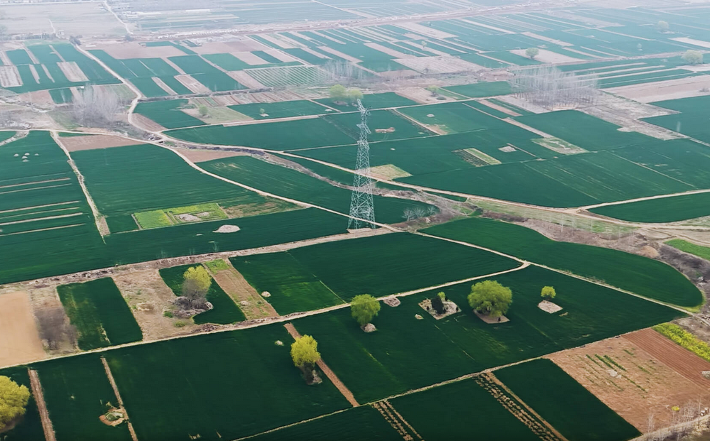 麦绿花黄相映趣 枣庄高新区春日田园入画来