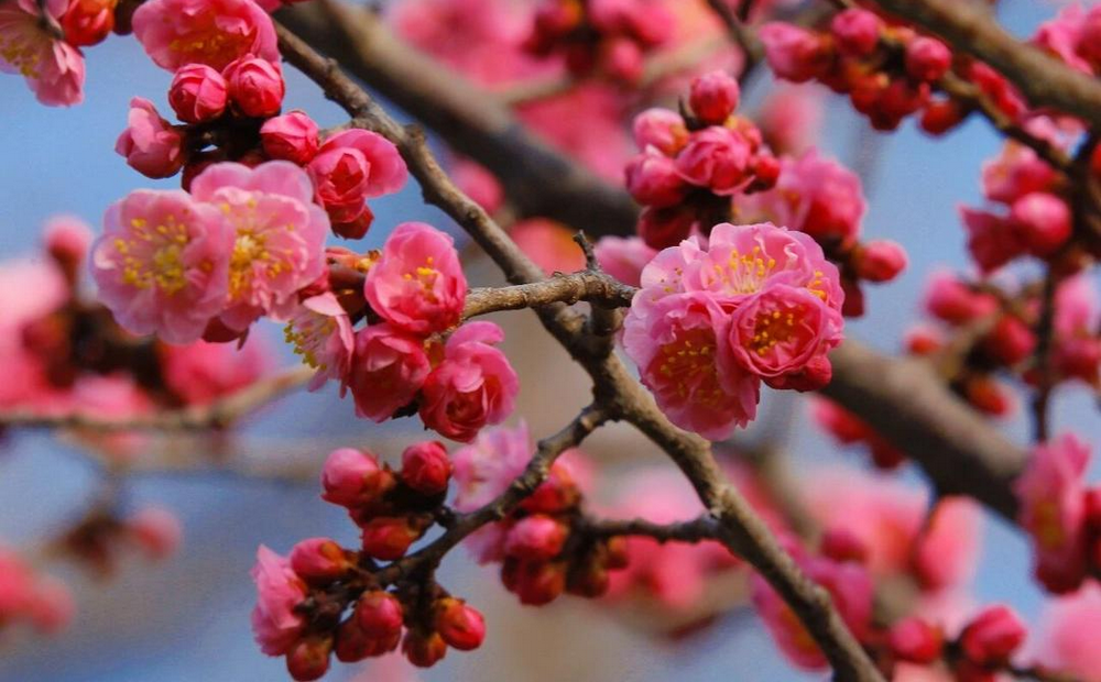 威海这座公园“梅”爆了