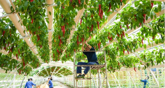 山东寿光：精心准备迎接菜博会