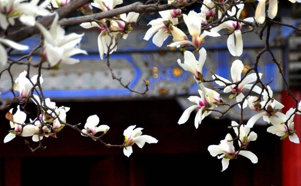 红墙映繁花 岱庙醉春光